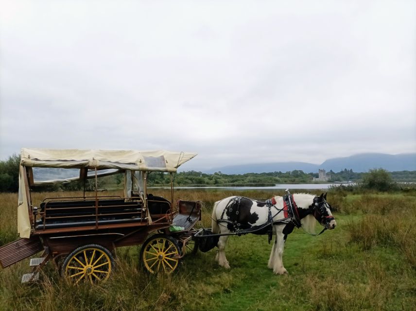 Killarney: Killarney National Park Private Tour - Horses, comfort, and weather