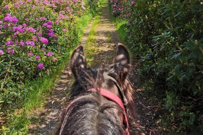 Killarney National Park Horseback Ride. Co Kerry. Guided. 1 hour. - What the pace feels like for different riders