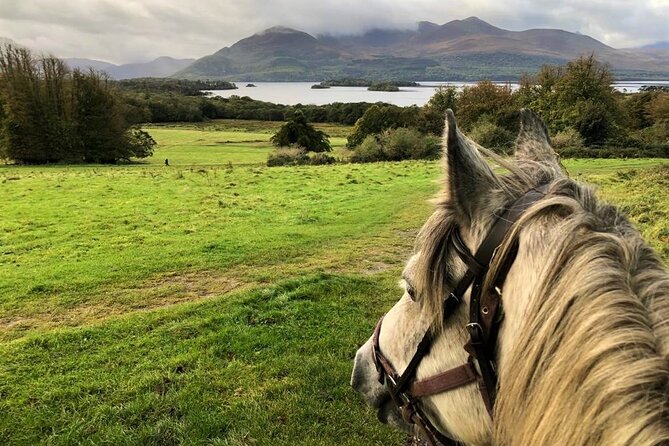 Killarney National Park Horseback Ride. Co Kerry. Guided. 1 hour. - The first minutes in the saddle