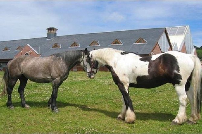 Killarney National Park Horseback Ride. Co Kerry. Guided. 2 hours. - Scenery, deer, and quiet park roads