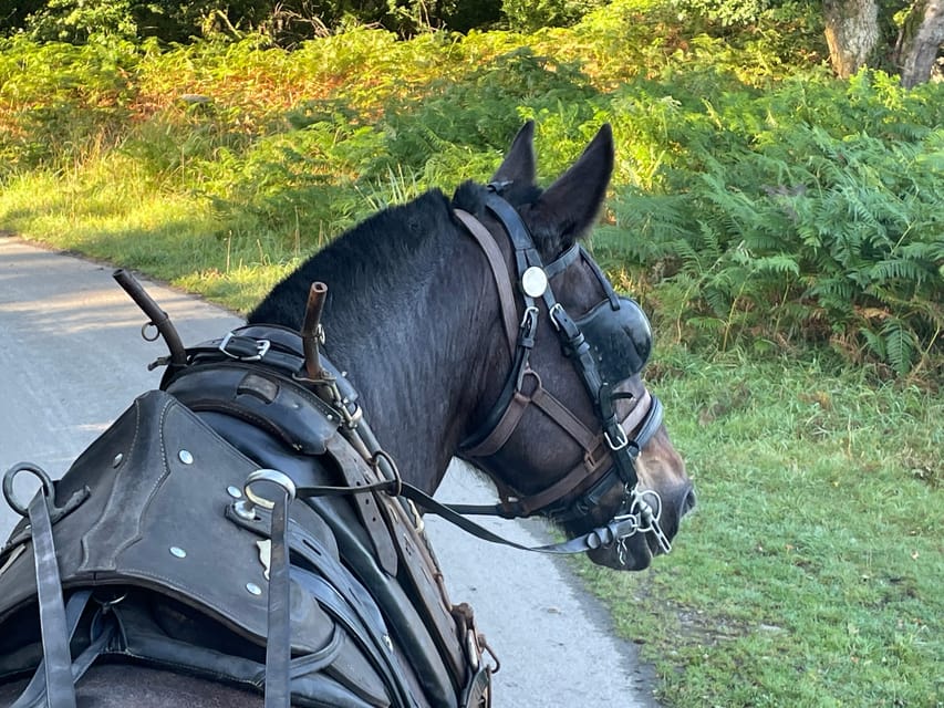 Killarney National Park Jaunting Car Tour - Leaving Beech Road and Killarney town