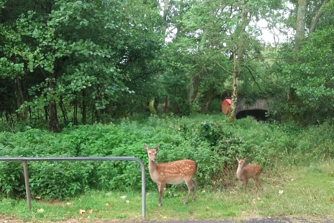 Killarney National Park Tour - Choosing your Ross Castle route