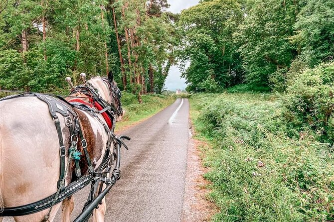 Killarney National Park Tour - Who will enjoy this hour most?