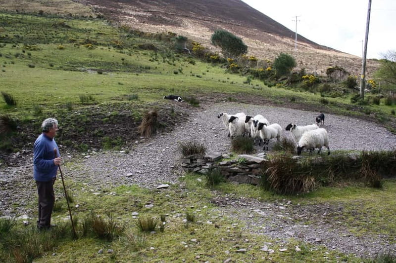 Killarney: Ring of Kerry Bus Tour - Moll’s Gap and Ireland’s highest mountain