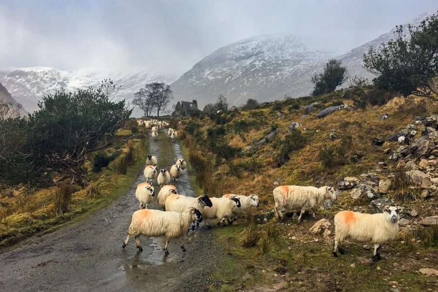Killarney: The Ring of the Reeks - Backroads Rural Tour - Who should book the Ring of the Reeks