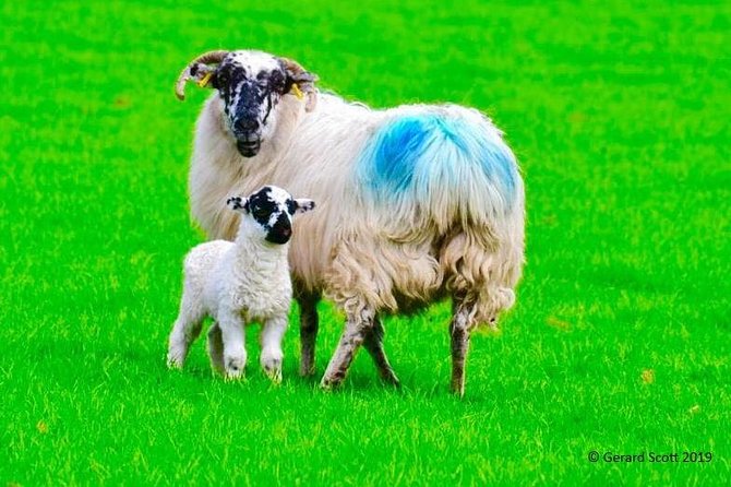 Luxury Photography Day Tour on Ring of Kerry and Skellig Ring - Fully Guided and Chauffeured - Key points to know before booking