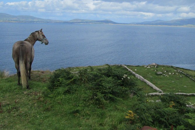 Luxury Photography Day Tour on Ring of Kerry and Skellig Ring - Fully Guided and Chauffeured - Sheepdogs, sheep herding, and a sweet stop