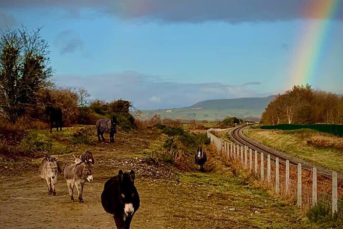 Luxury Photography Day Tour on Ring of Kerry and Skellig Ring - Fully Guided and Chauffeured - Who will get the most from this day