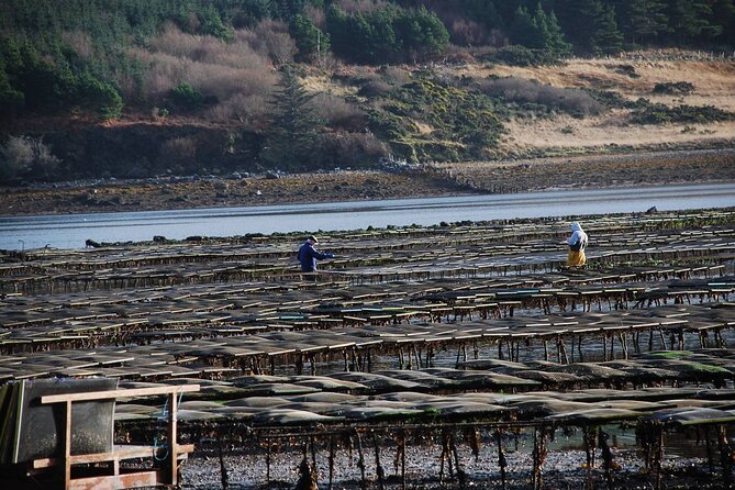 Oyster Farm and Tasting Experience - What Makes the Tasting Worthwhile