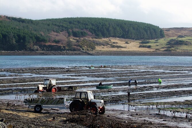 Oyster Farm and Tasting Experience - Connemara Views at the Foot of the Park