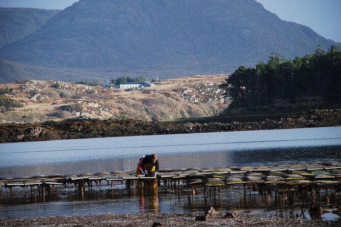 Oyster Farm and Tasting Experience - Is the Clifden Oyster Farm Visit Worth It?