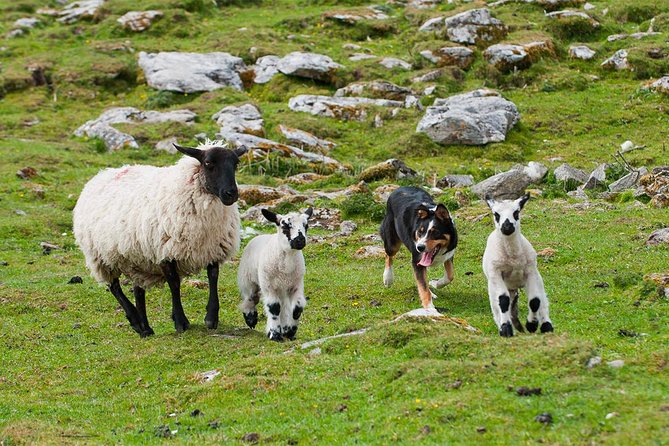 Private Cliffs of Moher Day Tour - The Fanore and Ballyvaughan coastal return