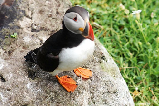 Private Full Day Tour From Killarney - Ring of Kerry/Skellig - A private start from Killarney at 9:30 a.m.