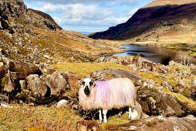 Private Full Day Tour From Killarney - Ring of Kerry/Skellig - Who will get the most from this tour