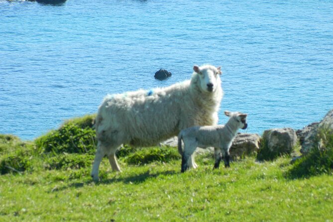 Private Full-Day Tour to Dingle and Slea Head - Slea Head Drive reaches Ireland’s western edge