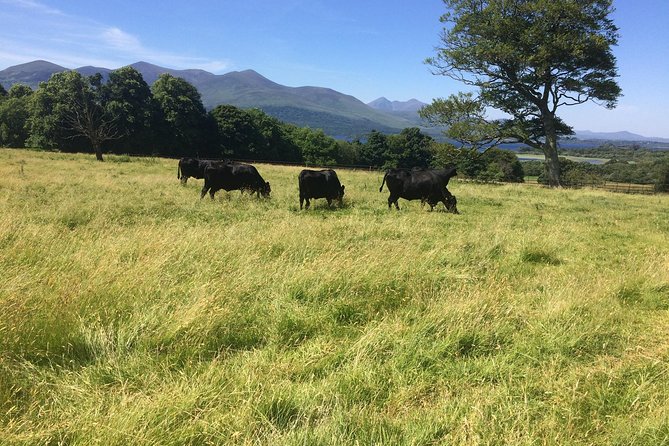 Private Killarney National Park Tour with an accredited chauffeur/guide - Ross Castle and the lakes of Killarney