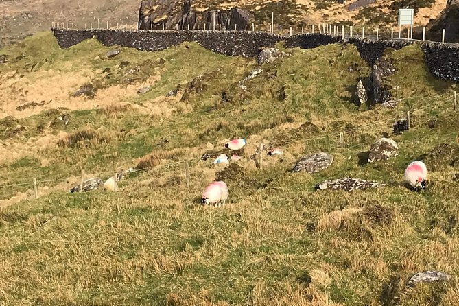 Private Ring of Kerry luxury tour with accredited guide - The Skellig Ring: where private touring earns its keep