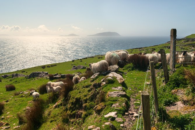 Private Tour: Dingle Peninsula from Dingle - Slea Head: Atlantic views at the western edge