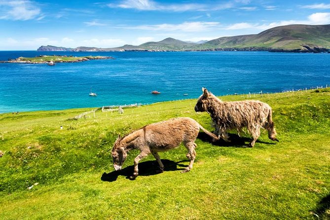 Private tour of Dingle and Slea Head with accredited guide - Dingle town is your relaxed midday center