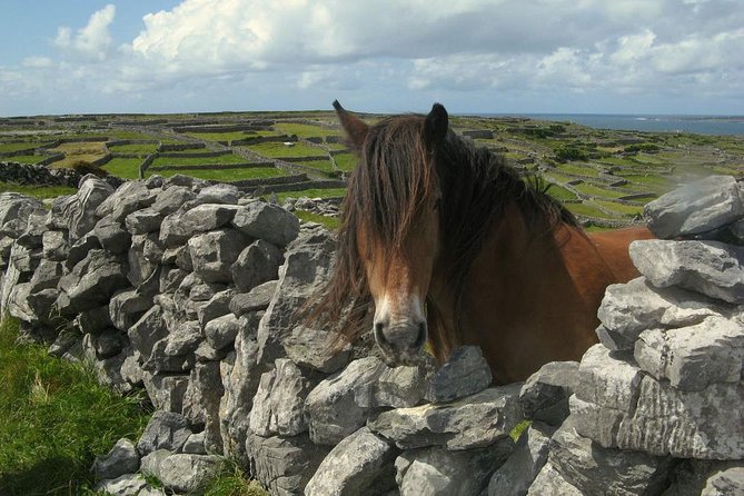 Ring of Kerry Day Tour from Cork: Including Killarney National Park - Waterville combines beach scenery and Irish stories