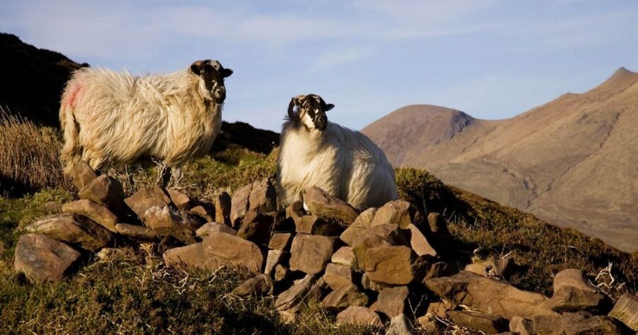 Ring of Kerry Full-Day Tour from Limerick - Dingle Bay, Inch Beach, and the Atlantic views