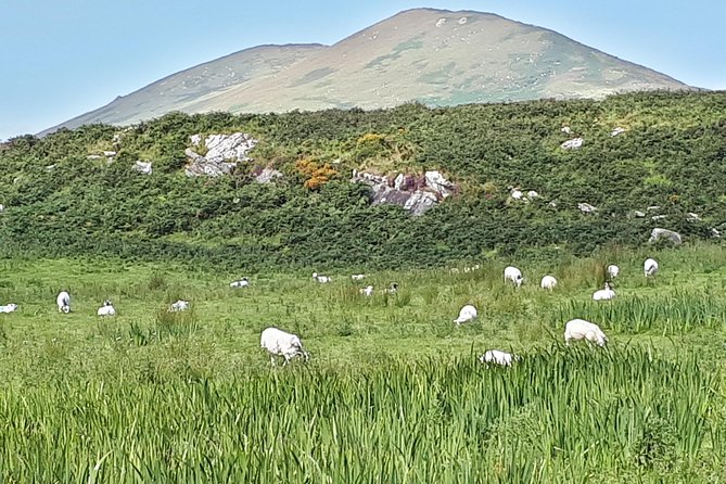 Ring of Kerry & Skellig Ring - Private Mini Bus Tour - Cahergall Fort and the feel of ancient Kerry