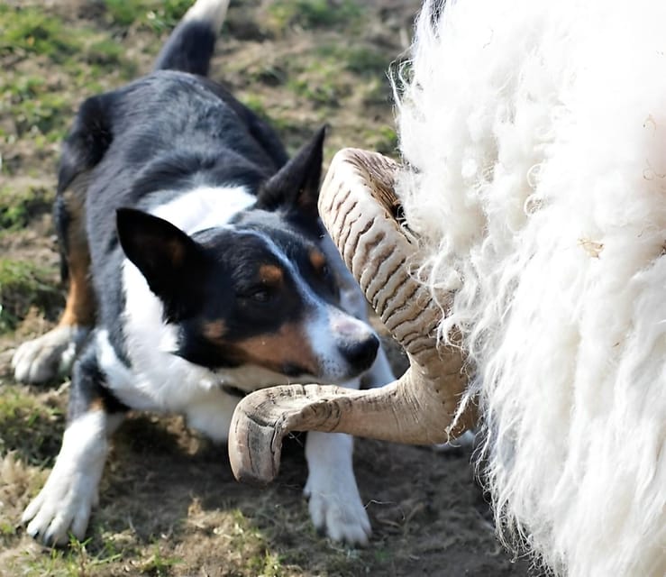 Sheepdog herding demo on working sheep farm. Galway. Guided. - Cutting turf with a traditional slean