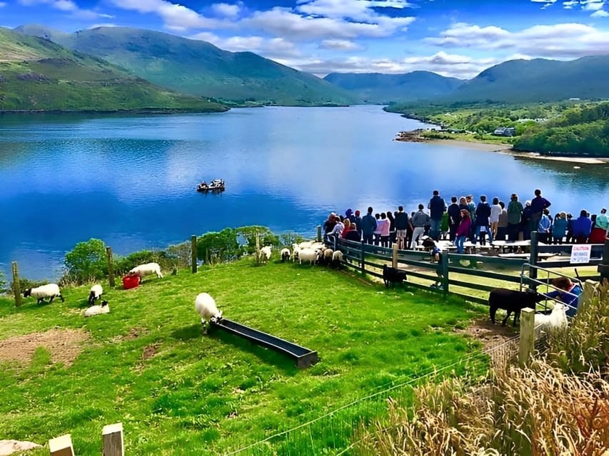 Sheepdog herding demo on working sheep farm. Galway. Guided. - Walking the farm grounds for the views