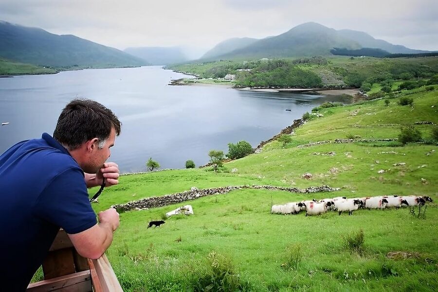 Sheepdog herding demo on working sheep farm. Galway. Guided. - Who will enjoy this farm visit most?