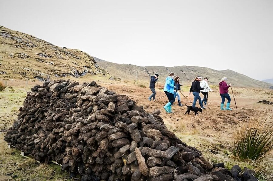 Sheepdog herding demo on working sheep farm. Galway. Guided. - Watching Rex work the flock