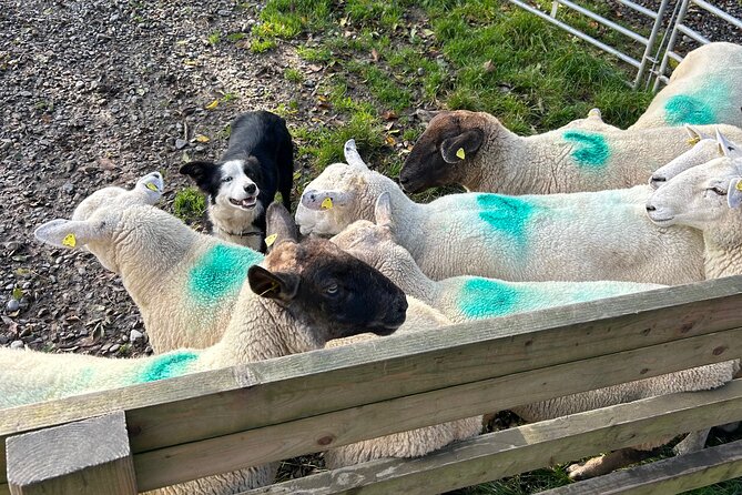 Sheepdogs in the countryside, authentic Dubliners city tour combo - Fishamble Street and medieval Dublin