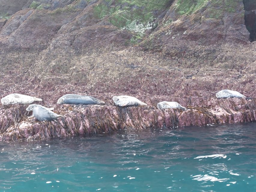 Skellig Michael: Skellig Sightseeing Cruise with AquaTerra - Great Skellig and Small Skellig