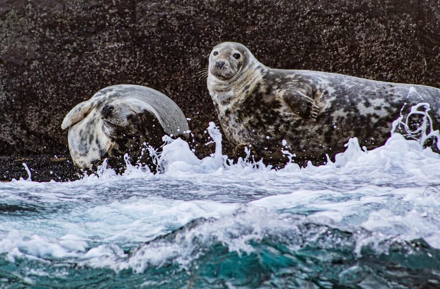 Skellig Michael: Skellig Sightseeing Cruise with AquaTerra - The final Ring of Kerry coastal run