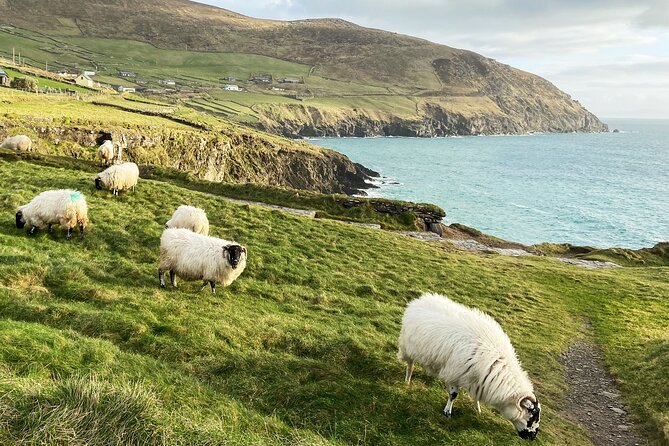 Slea Head Photo & Sightseeing Tour - Why Slea Head works so well in a small vehicle