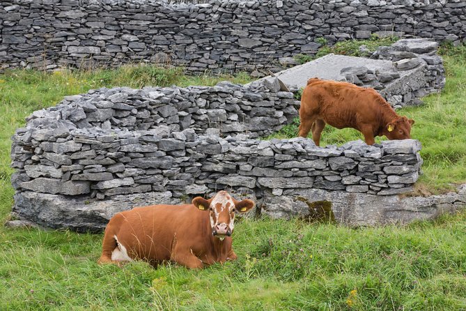 Small Group - Cliffs Cruise, Aran Islands AND Connemara in One Day from Galway - What the $151.23 price covers