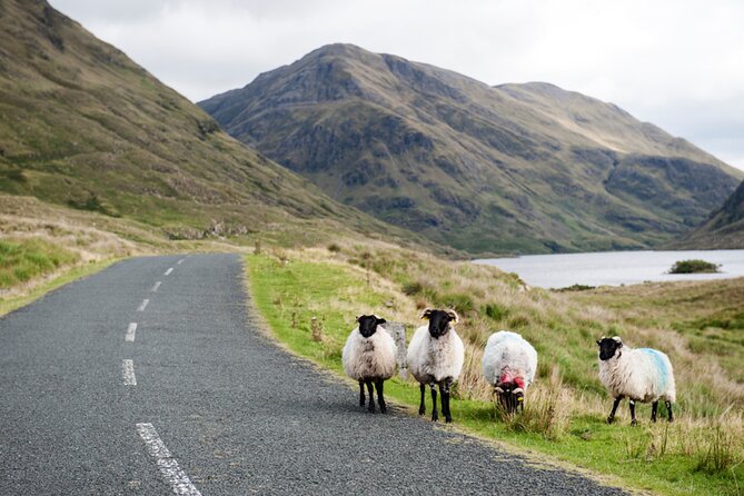 Small Group Kylemore Abbey, Sheepdog Demo & Connemara Tour - The sheepdogs at Joyce Country