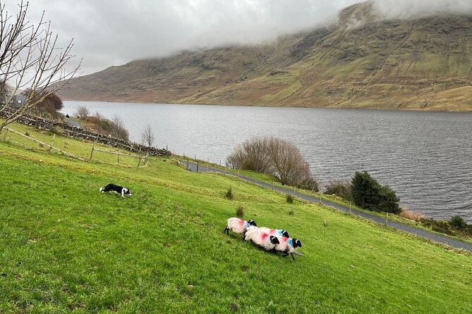 Small Group Kylemore Abbey, Sheepdog Demo & Connemara Tour - The value of the $126.98 price