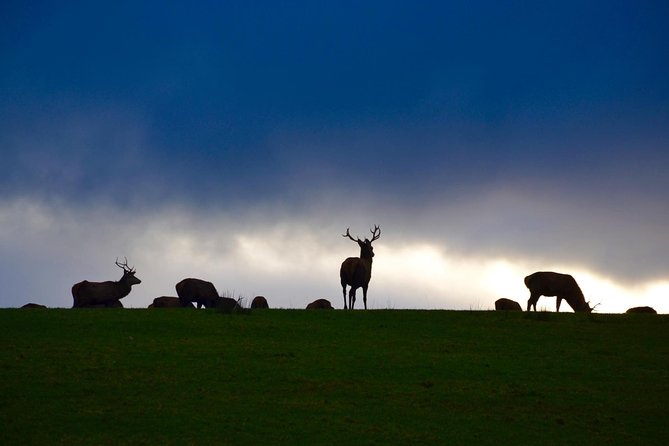 The Best Two Day Tours in Ireland: The Ring of Kerry and Dingle Slea Head Tours - Weather, timing, and practical planning