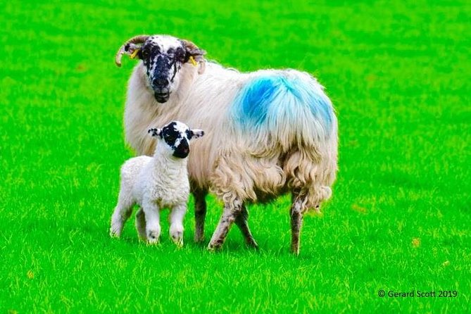 The Best Two Day Tours in Ireland: The Ring of Kerry and Dingle Slea Head Tours - Day one on the Ring of Kerry