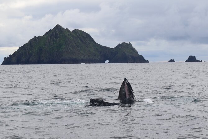 The Great Blasket Island Experience - Premium Tour - Why this Dingle trip feels like two excursions in one
