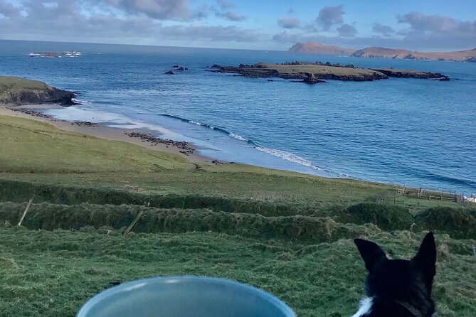 The Great Blasket Island Experience - Premium Tour - What the $141.49 price buys you