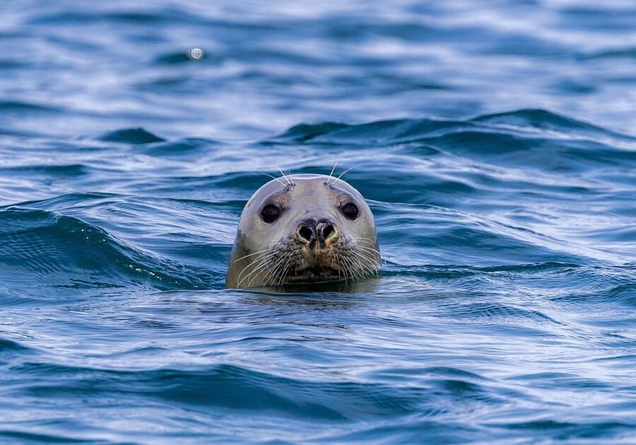 Valentia Island : The Experience - Wildlife: what you may see and what to expect
