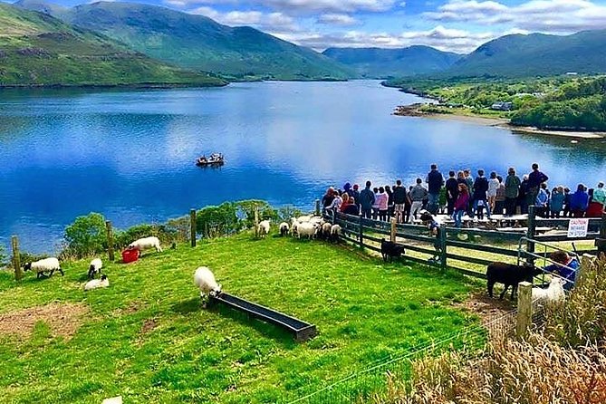 Visit traditional working sheep farm with sheepdog demo. Galway. - The Sheepdog Demonstration Is the Main Event
