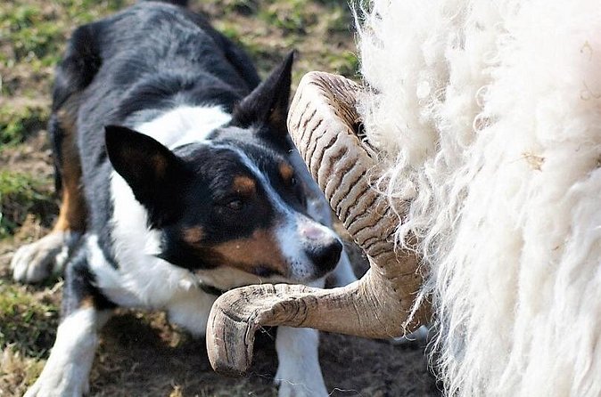 Visit traditional working sheep farm with sheepdog demo. Galway. - Killary Fjord Makes the Drive Worth Considering