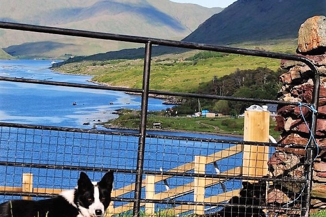 Visit traditional working sheep farm with sheepdog demo. Galway. - How Long Does the Experience Really Take?
