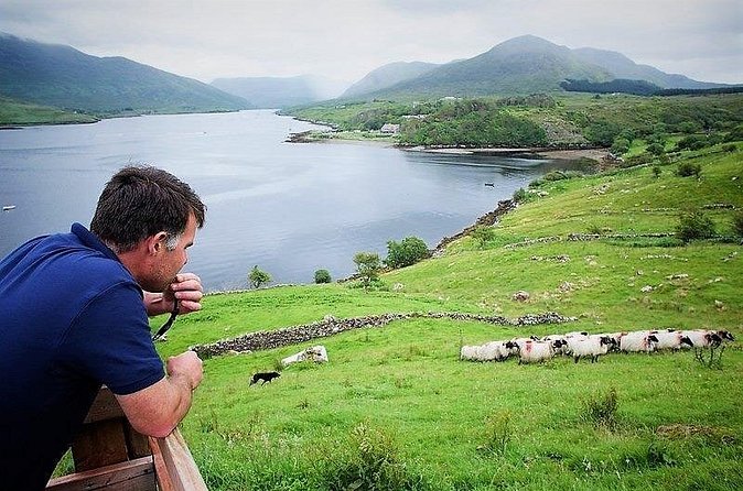 Visit traditional working sheep farm with sheepdog demo. Galway. - Price and Overall Value at $24.45