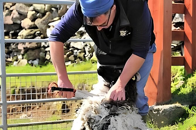 Visit traditional working sheep farm with sheepdog demo. Galway. - Lamb Feeding Adds a Hands-On Moment