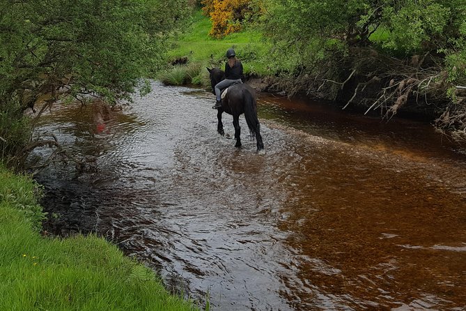 Wicklow Mountains Horse Trekking - Choosing and meeting your horse