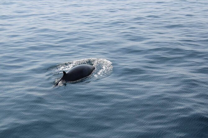 Wildlife Tour - Setting out from Dingle at 9:30 am